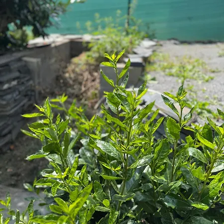 U Hyka Tatil Evi Ludvíkov